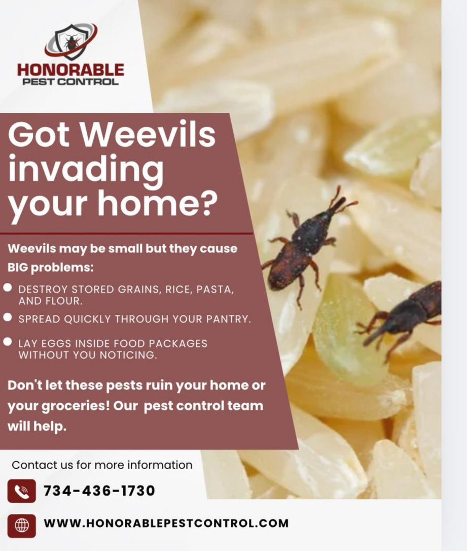 Weevil Control